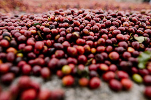 Early on in the natural drying process, on a patio at the Arrocera drying station
