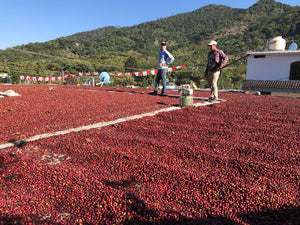 Roofs become patios during harvest, La Yerba